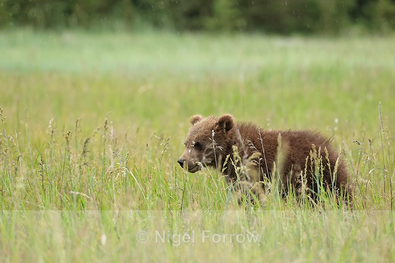 Brown Bear cub in rain, Silver Salmon Creek, Alaska - Brown Bear