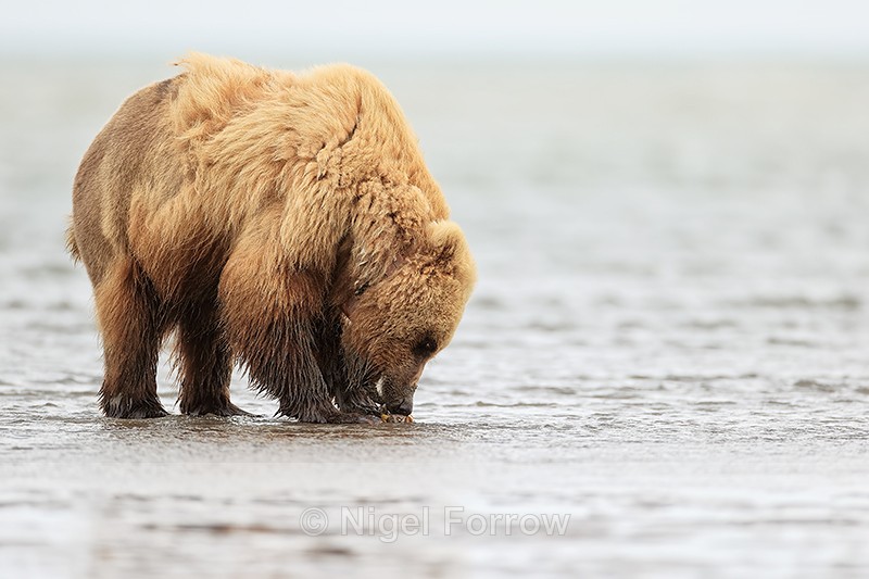 Brown Bear eating clam at low tide, Silver Salmon Creek, Alaska - Brown Bear