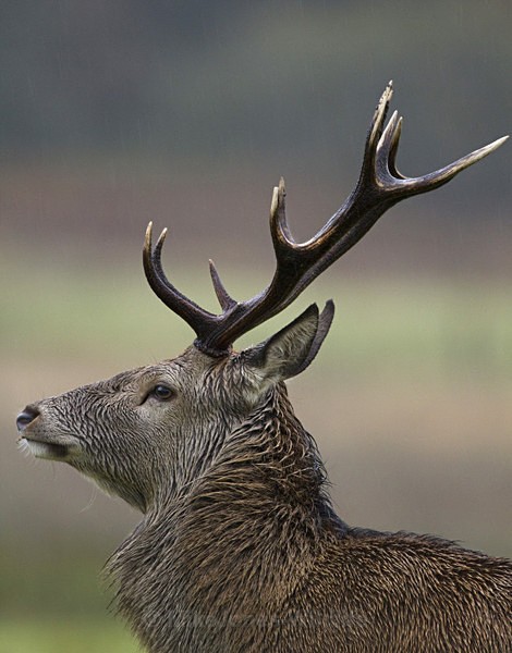 Red deer ref rd 15b - RED DEER