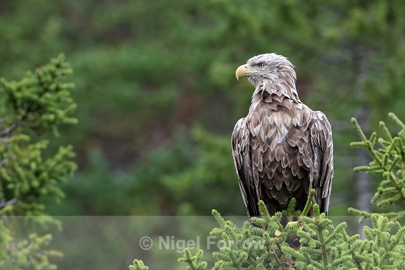 White-tailed Sea-Eagle perched in treetop, Flatanger, Norway - White-tailed Sea-Eagle