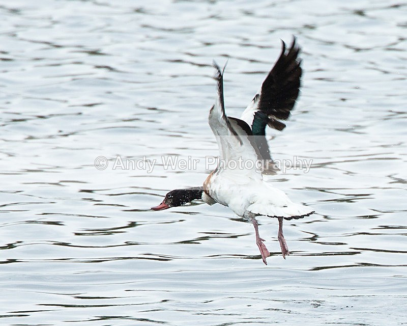 20130721-3K8A5071 - Shelduck