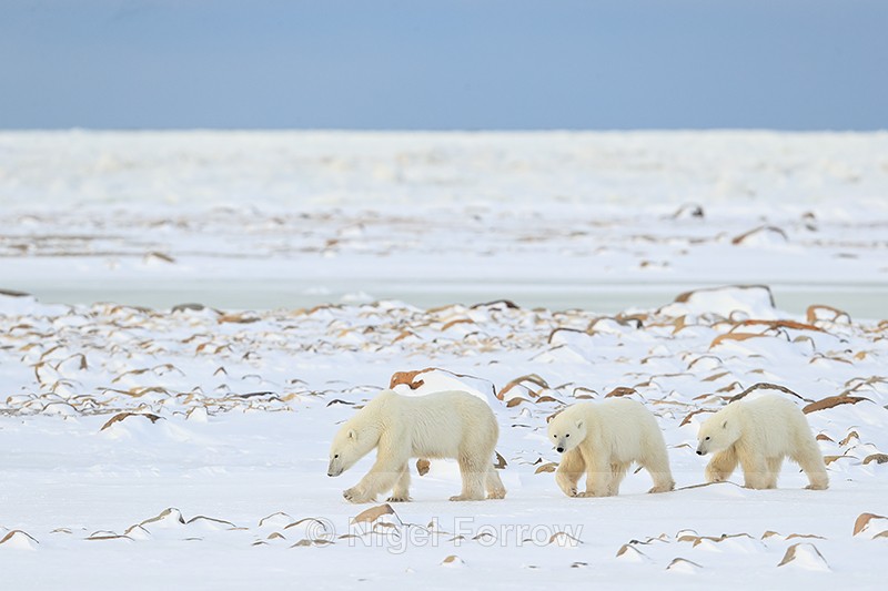 Polar Bear family walking through boulder field, Churchill, Canada - Polar Bear