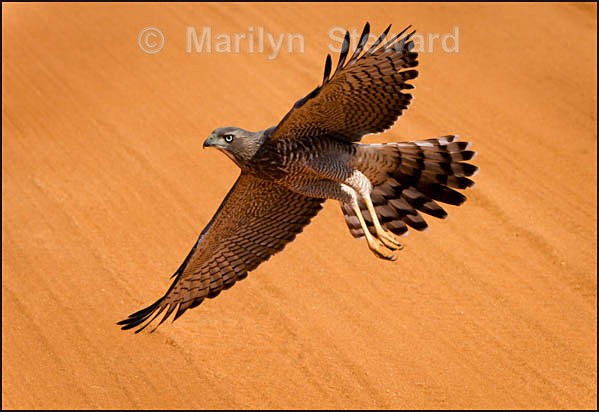 Juvenile dark chanting goshawk - Kenya, Tsavo East