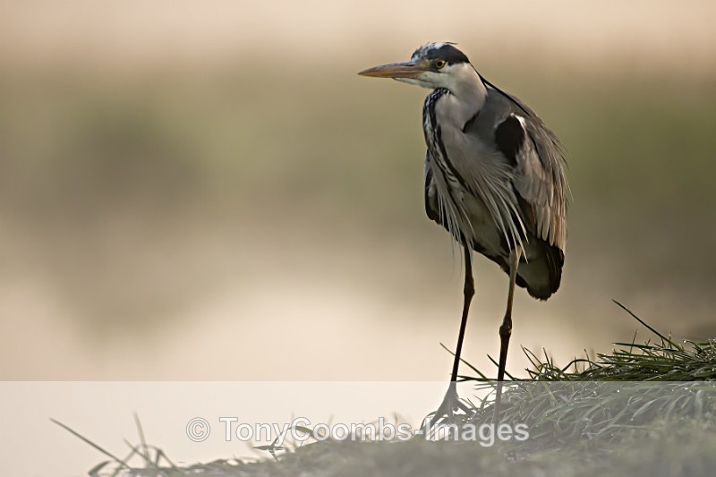 Grey Heron - Egret & Stork Hide