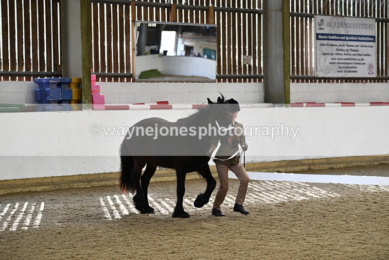 WJ5_4234 - Class 6 In hand M&M - Large Breeds