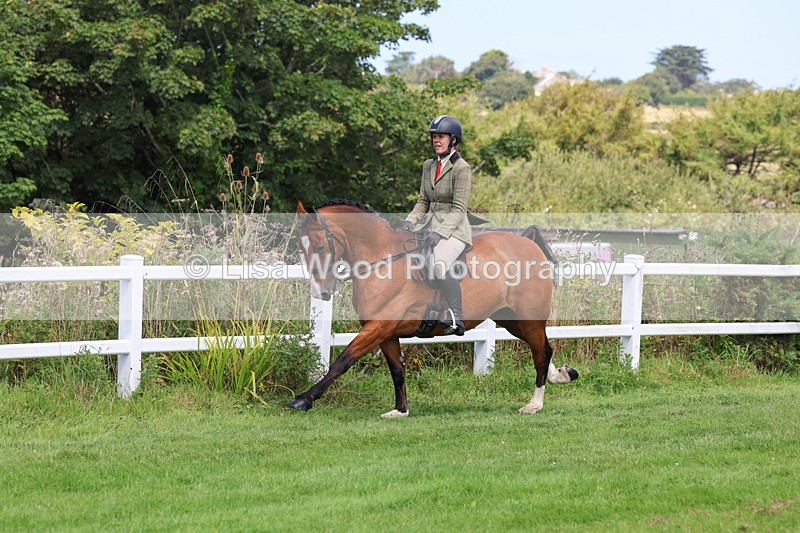 3E7A8708 - Class 5: Working Show Horse