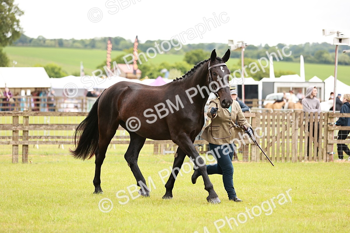SBM_00762 - Class 26-30 Sport Horse In Hand