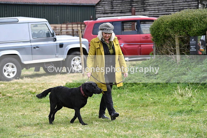 WJ5_9525 - Class 3 Most Handsome Dog