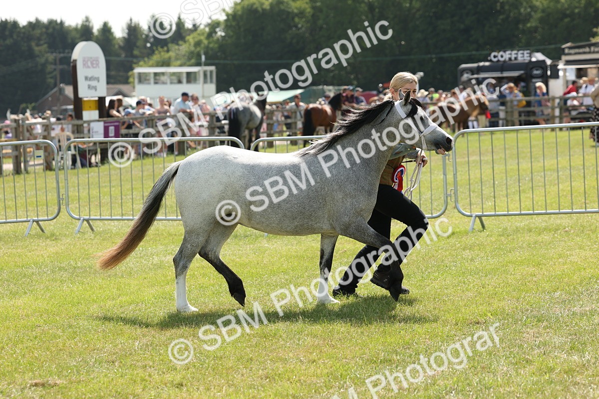 SBM_02385 - Class 6-13 - Mountatin and Moorland In Hand Welsh Breeds