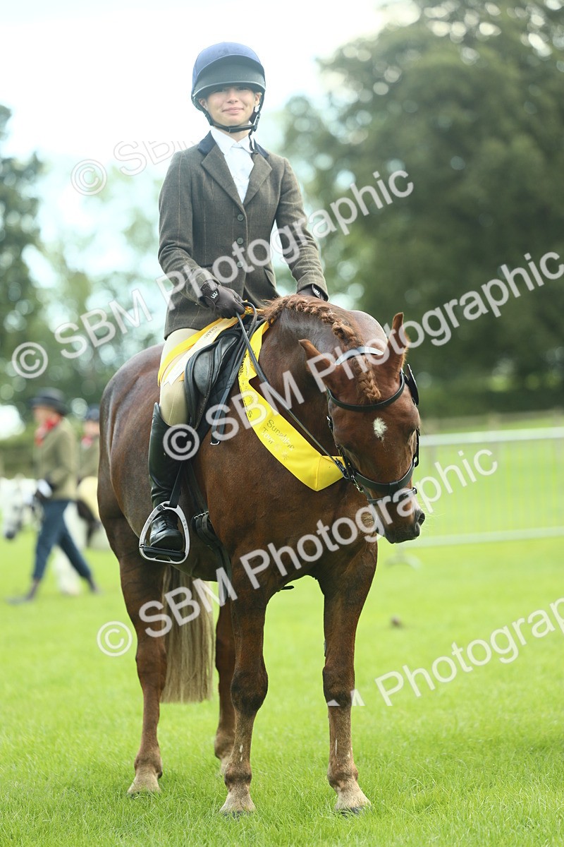 SBM_42195 - S29 - Novice & Newcomers Working Hunter Pony