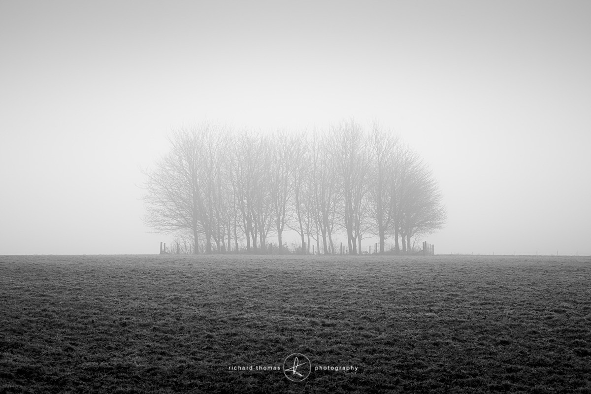 Ferney Copse - Mono Mist Trees
