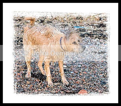Jake Drying off.. - Walking the Dog