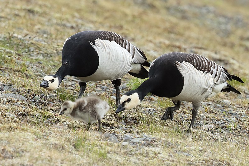 Adult Barnacle Geese hurrying gosling along, Jokulsarlon, Iceland - Barnacle Goose
