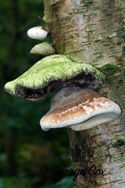 Birch Polypore