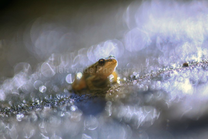 Common frog in rain storm - Reptiles, amphibians & pond life, Great Britian