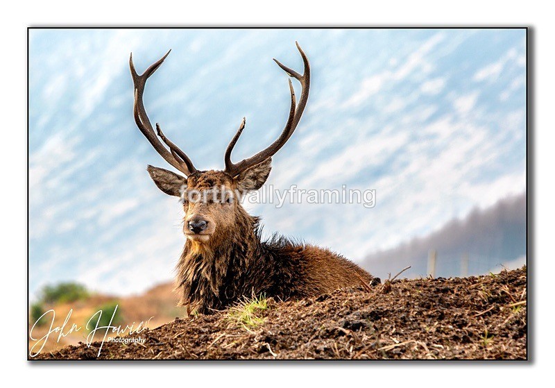  - Scottish Stags- picture