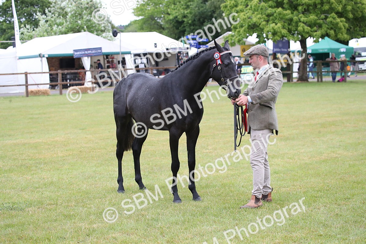 SBM_00222 - Class 17-20 - Arab & Part Bred - Anglo Arab In Hand