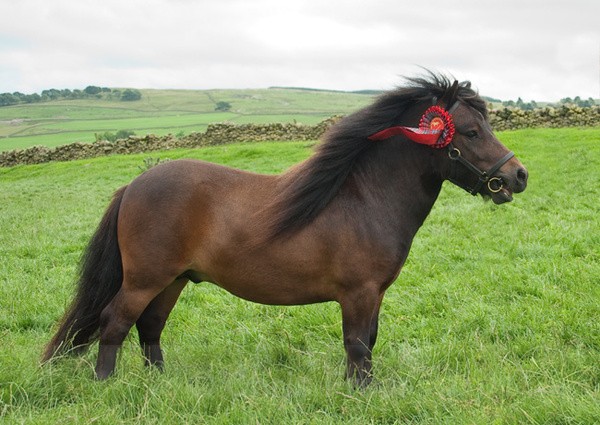 4B - Moniaive Horse Show 2010