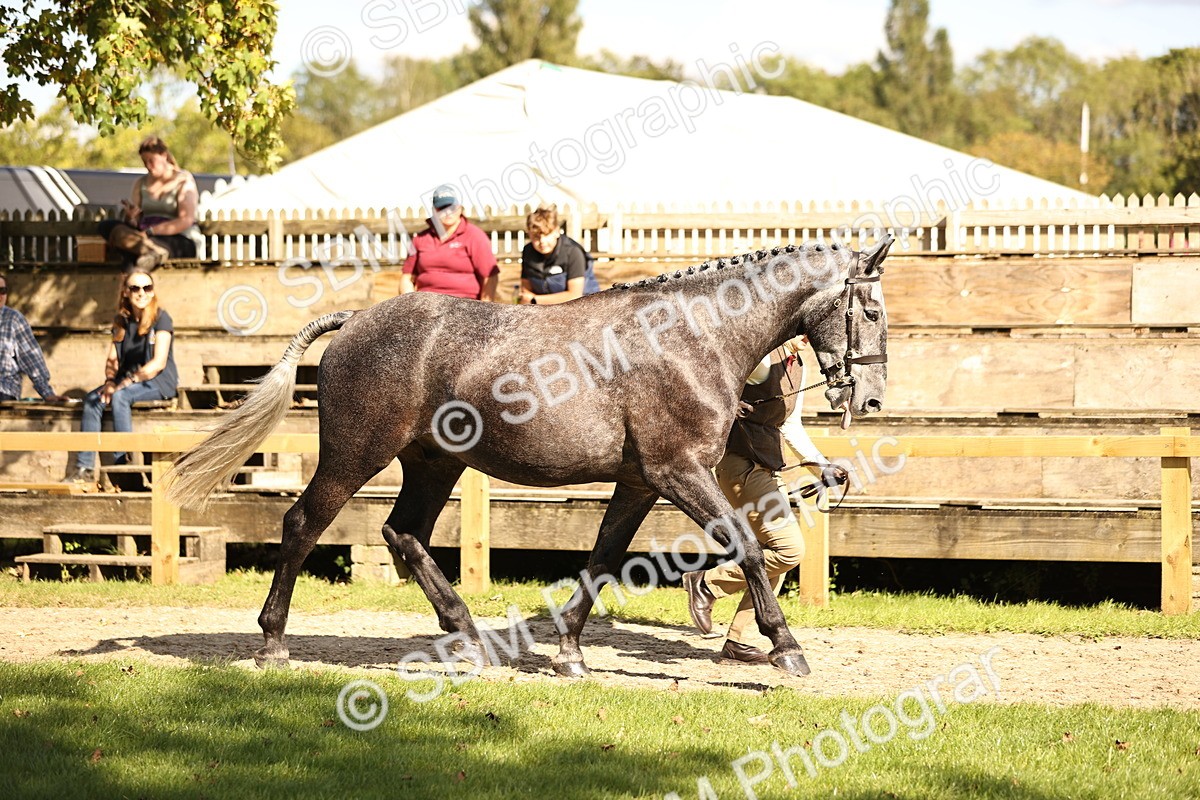 SBM_26188 - S5 - Novice & Newcomers In Hand