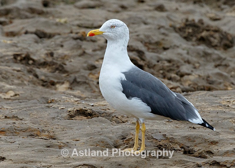 Astland Photography, Bird and Wildlife Images, Susan and Peter Wilson, U.K.