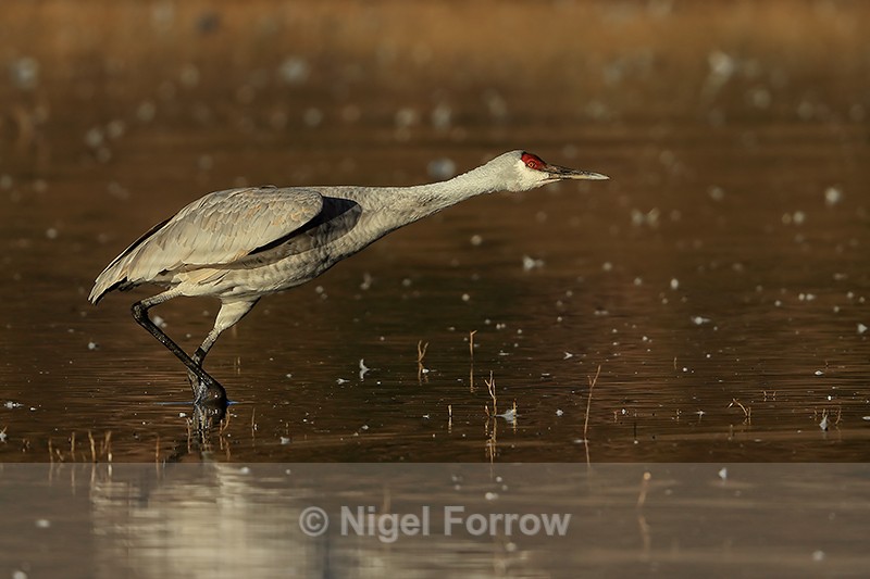 Sandhill Crane ready for takeoff, Bosque del Apache, New Mexico - Sandhill Crane