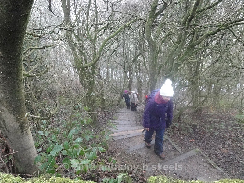 054 A forest climb. - Third Saturday Walks Collection Two.