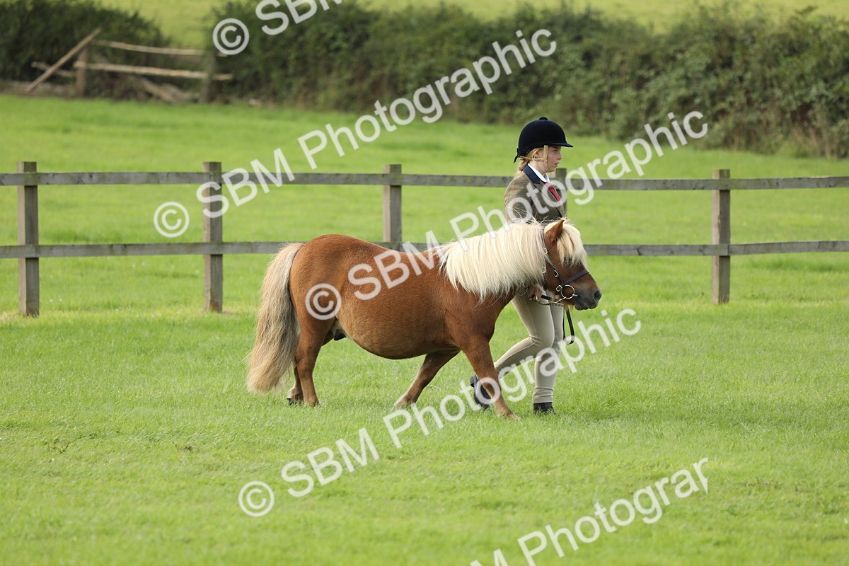 SBM_62374 - S46 - Mountain & Moorland In Hand Small Breeds