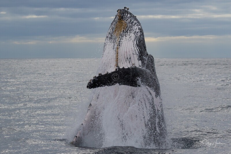 0A3A7193. Breach in Glassy Water 18 - 2023 Whale Photos