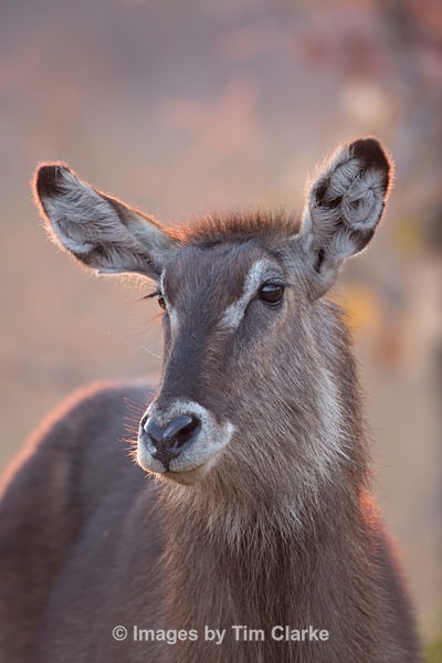IMG_6545 - Wildlife