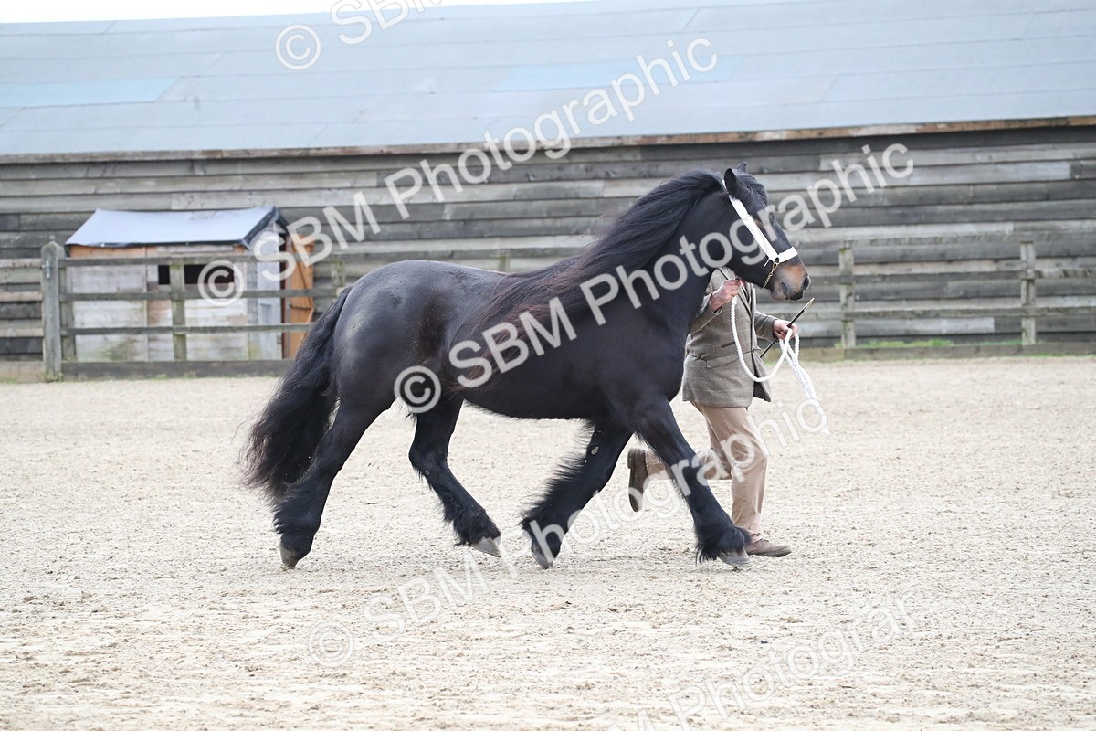 SBM_004033 - Class 1-4 - Young Stock classes Inc. In Hand Championship