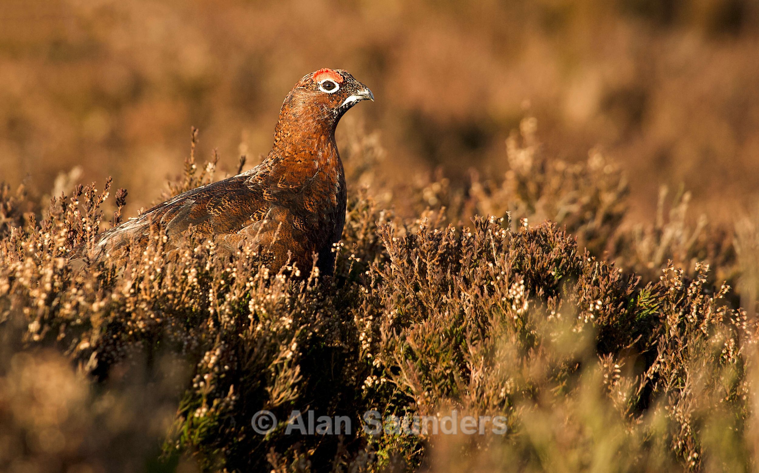 Red Grouse 7