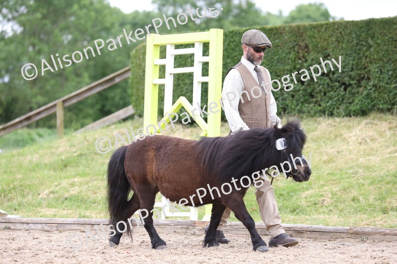 20250524-0419 - Class 5 - Minitures and Sheltands