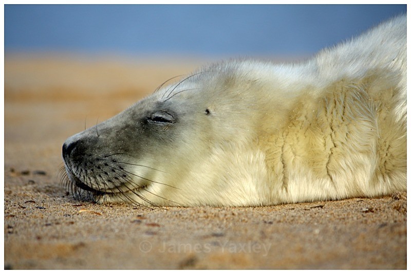 Grey Seal Pup Asleep - The British Wildlife Photography Awards 2009 to 2014
