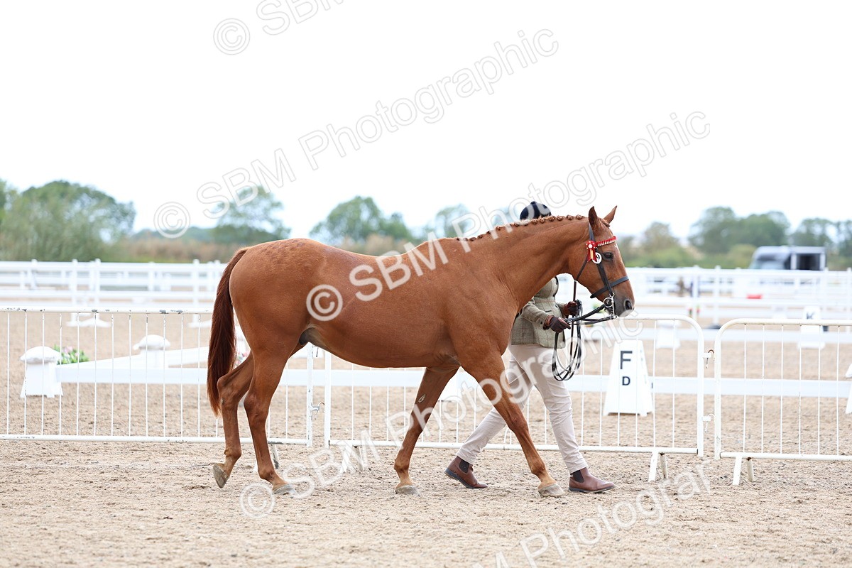 SBM_05683 - Class 28 - IH Veteran Horse