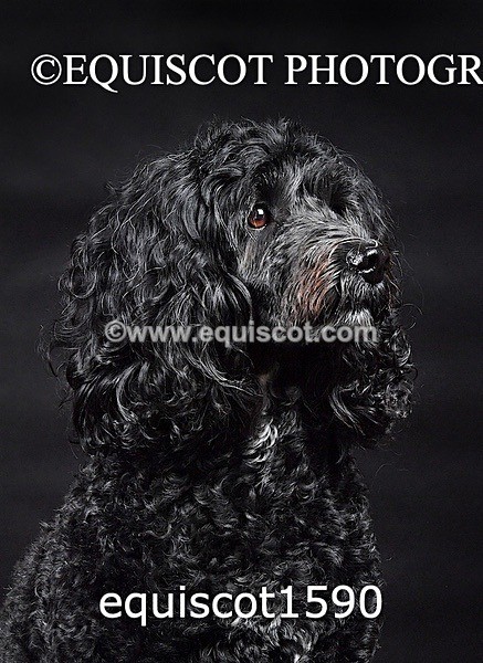 equiscot1590 - POPPY & EDDI