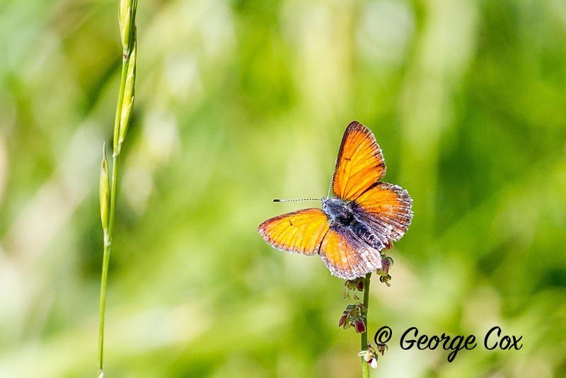 purple edge copper pyrenees