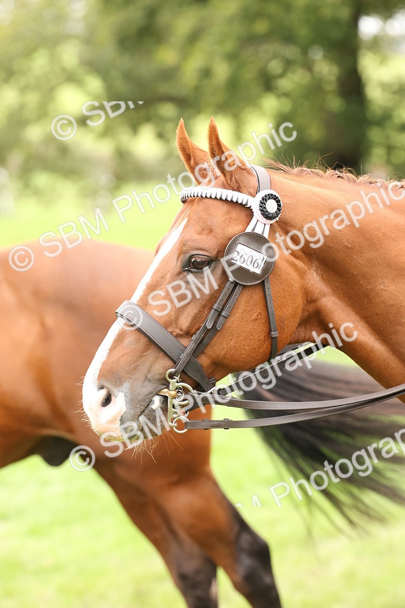 SBM_64319 - S65 - Riding Horse & Hack & Thoroughbred Ridden
