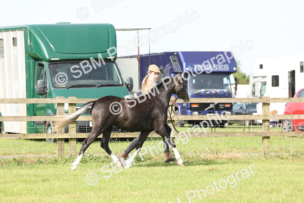 SBM_00783 - Class 6-13 - Mountatin and Moorland In Hand Welsh Breeds