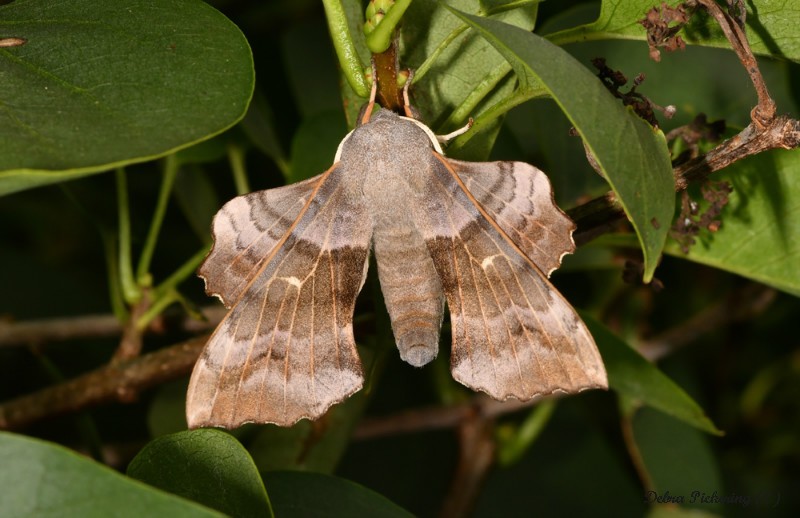 Poplar Moth - Macro