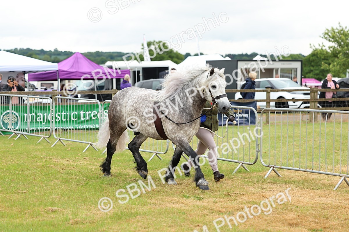 SBM_00587 - Class 58-67 - M&M Non Welsh Pony In hand