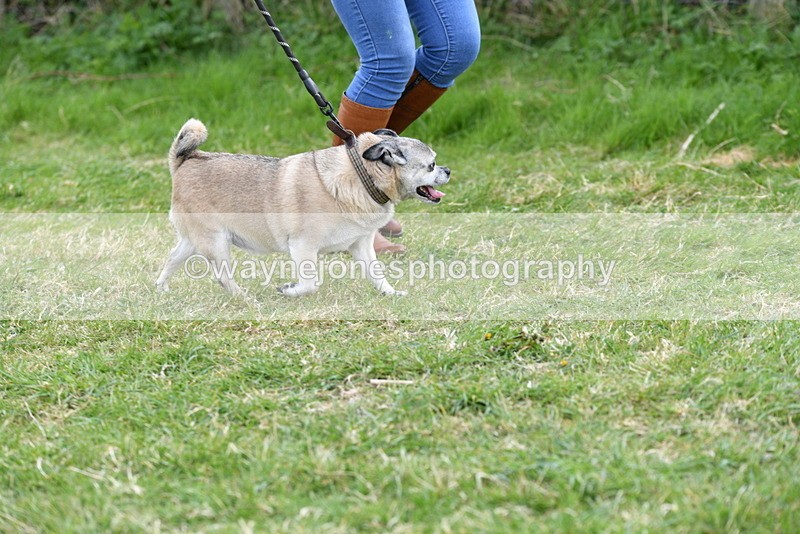 WJ5_0096 - Class 5 Best Veteran / 7 years & over