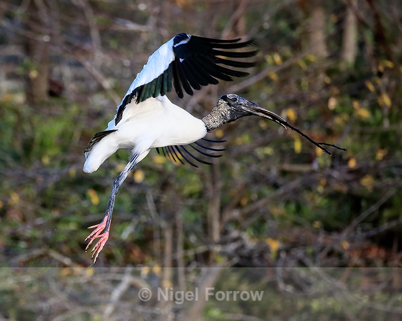 Wood Stork airborne with stick, Wakodahatchee Wetlands, Florida - Wood Stork