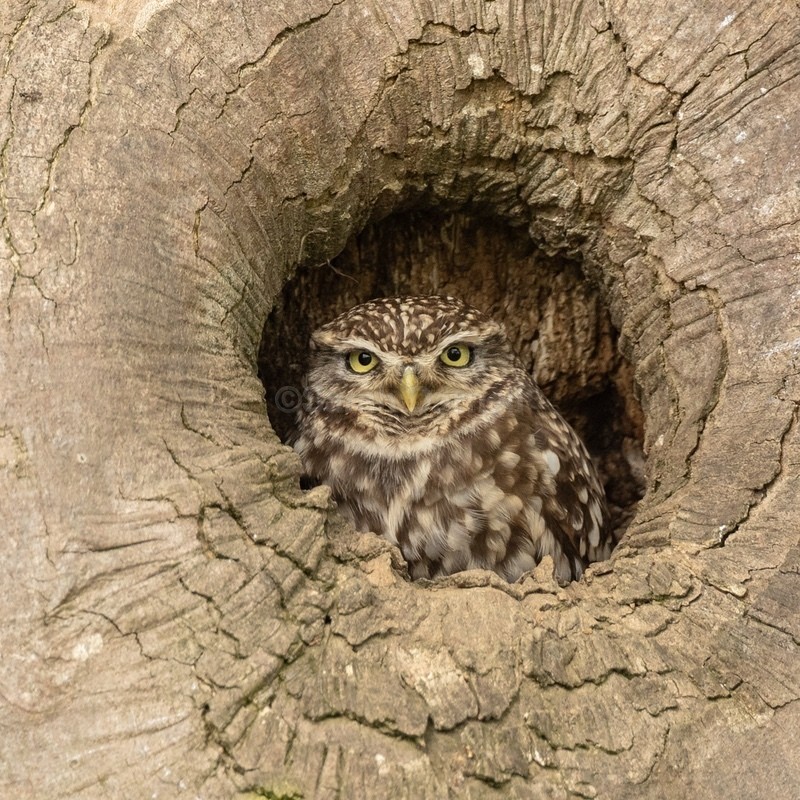 Little Owl SD2518 - Greeting Cards