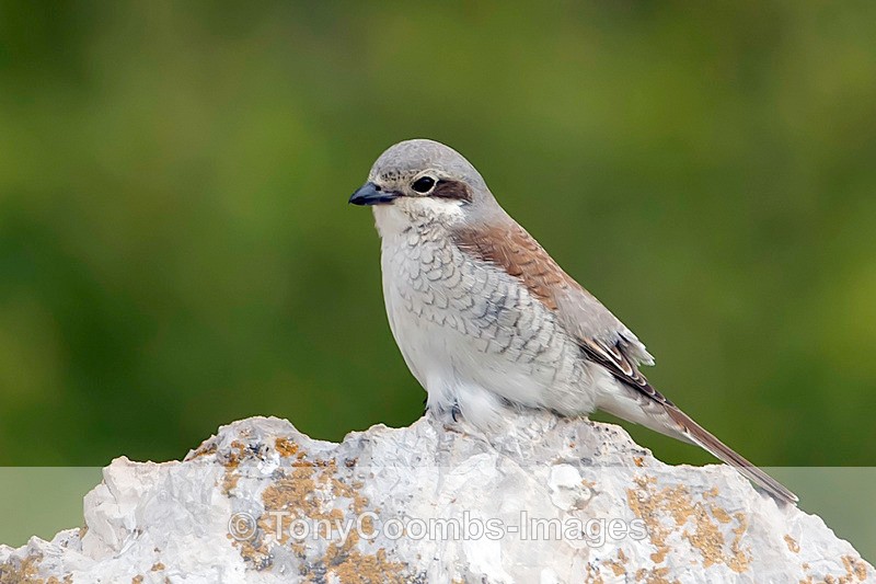 Red-backed Shrike  (f) - Turkey