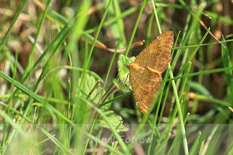 Yellow Shell moth, Yorkshire Wolds Way, near Huggate - INSECTS