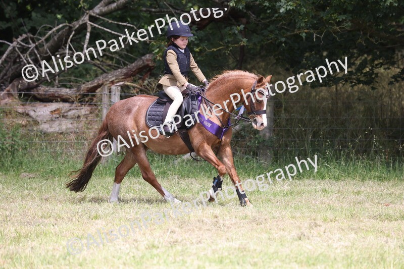 20260614-2179 - Class 21 - Novice Working Hunter Pony