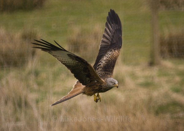 RED KITE 6 - RED KITES