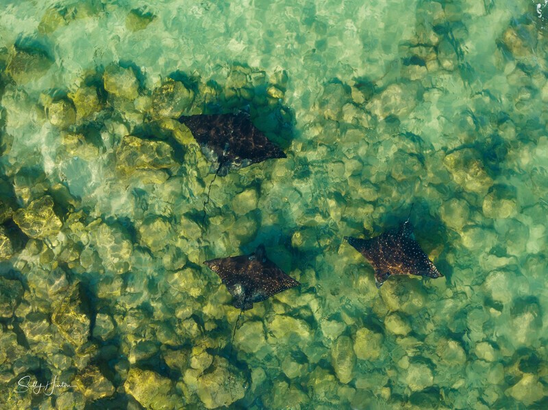 2022 Spotted Eagle Ray - Fingal Head - Marine Wildlife