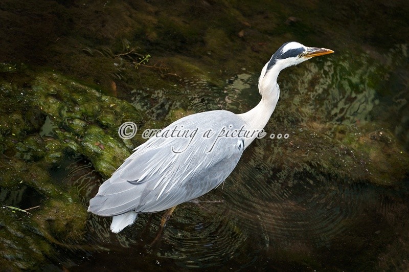 Grey Heron in River 1 - Nature