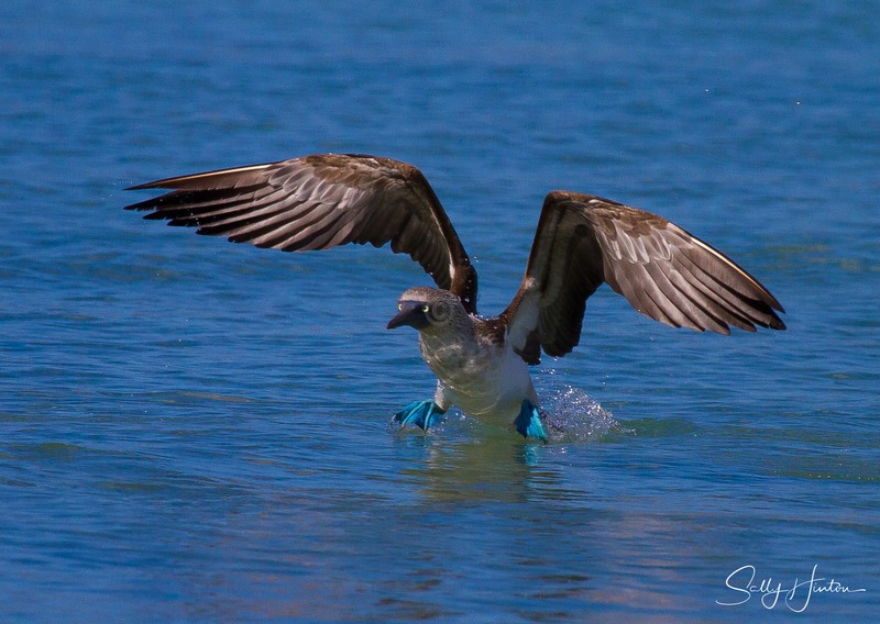 Blue-Footed Booby 4